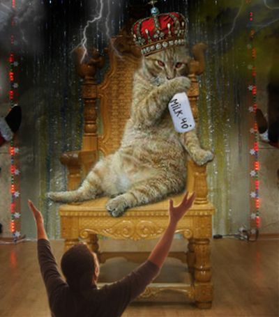 What do cats do when the master is not home? (22 pics)