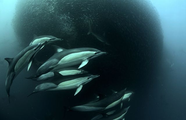 The great sardine run – the greatest natural predatory show on earth (16 pics)
