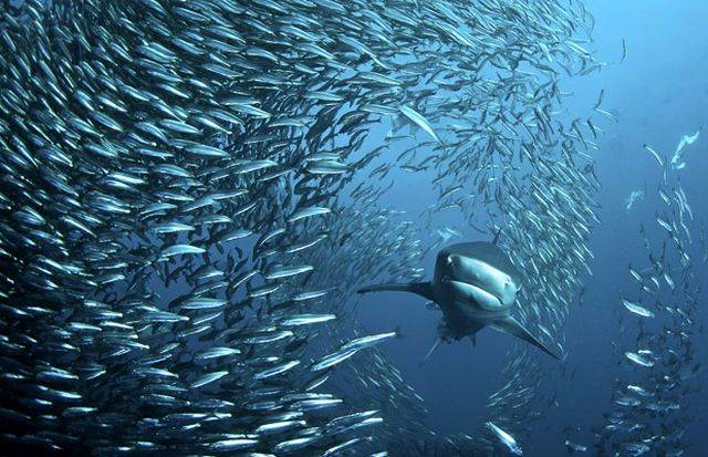 The great sardine run – the greatest natural predatory show on earth (16 pics)