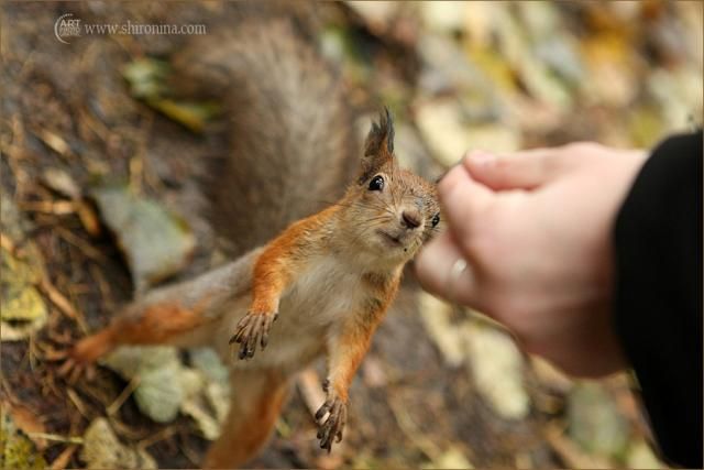 Photoshoot of a small squirrel (15 pics)
