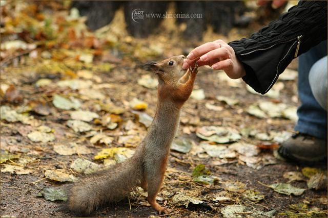 Photoshoot of a small squirrel (15 pics)