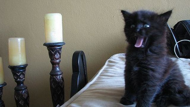 These funny animals (35 pics)