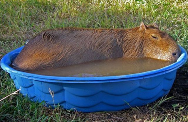 Caplin Rous – a famous Capybara (71 pics)