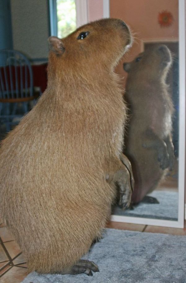 Caplin Rous – a famous Capybara (71 pics)