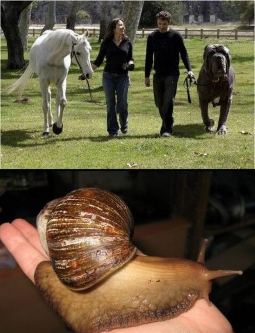 Ridiculously oversized animals! (35 pics)