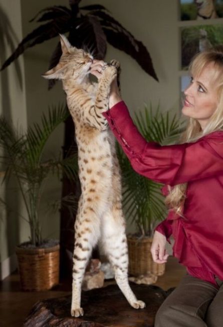 Scarlett’s Magic the Savannah – the world’s tallest cat (12 pics + 1 video)