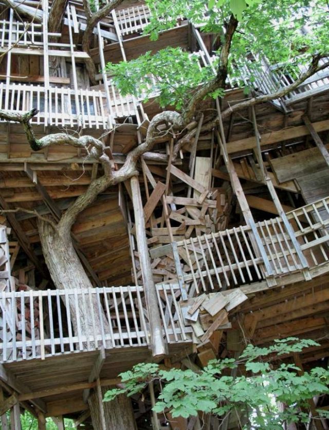 Largest treehouse in the world (25 pics)