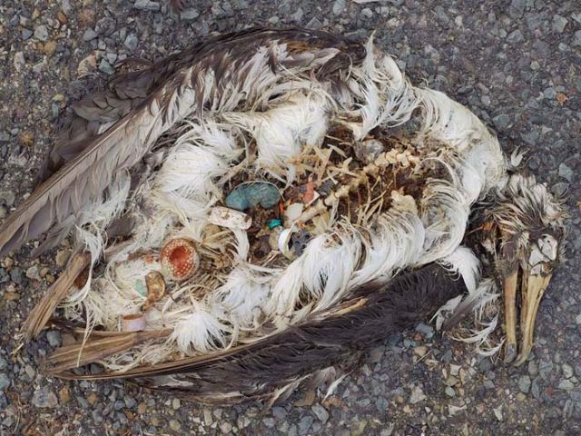 To know why albatrosses die, just look into their stomach!! (30 pics)