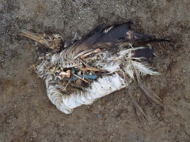 To know why albatrosses die, just look into their stomach!! (30 pics)