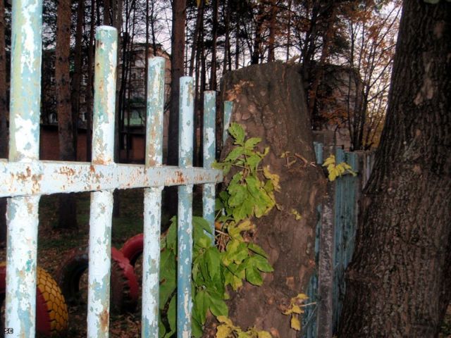 Trees and fences. Something mystical is going on there ;) (9 pics)