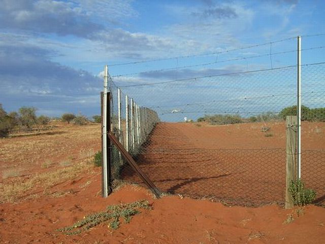 One of the world's longest fences (12 pics + text)