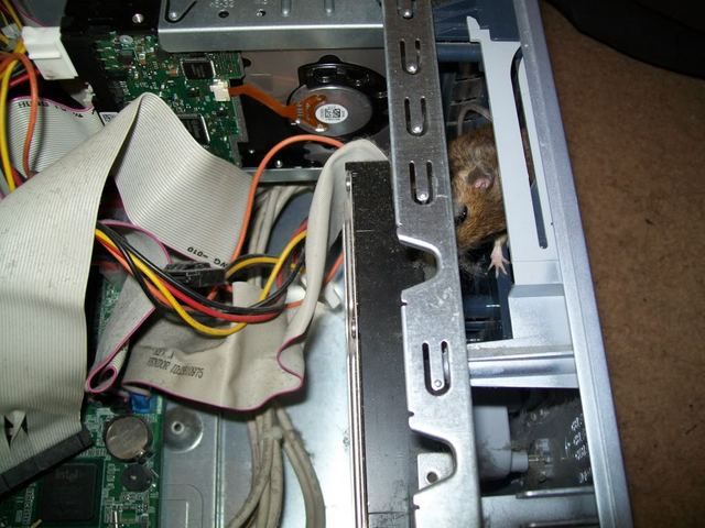 What You Can Find in Your Computer System Unit (3 pics)