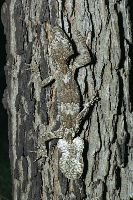 Amazing natural camouflage (18 pics)