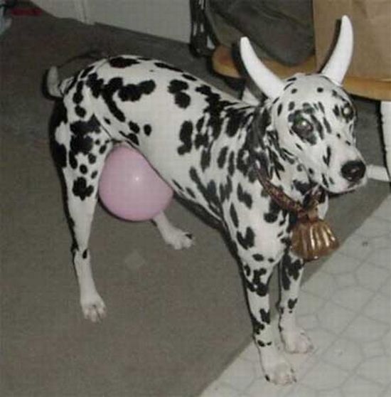 Crazy Halloween costumes for dogs (17 pics)