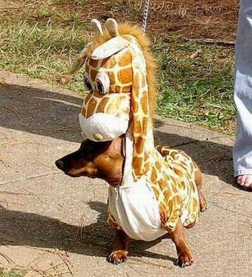 Crazy Halloween costumes for dogs (17 pics)