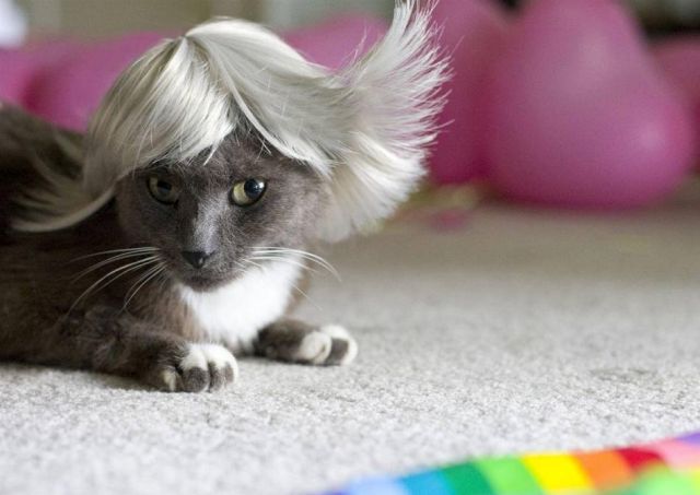 Wigs for cats (8 pics)