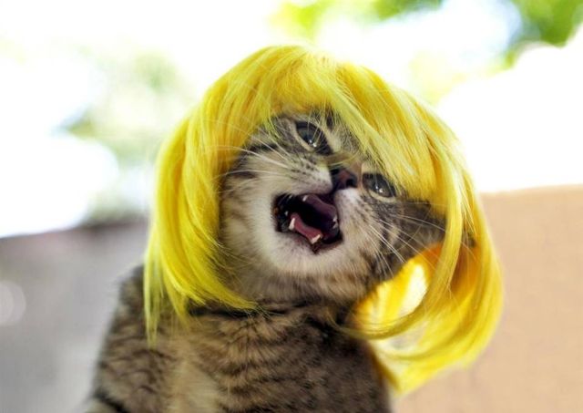 Wigs for cats (8 pics)