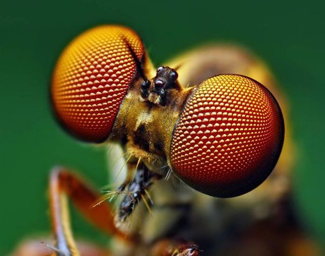 Extreme Close-Ups of Insects’ Eyes (18 pics)
