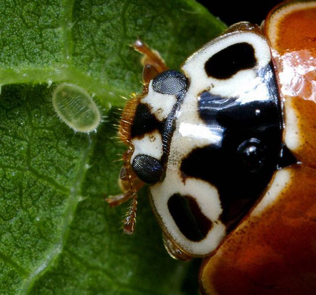 Extreme Close-Ups of Insects’ Eyes (18 pics)