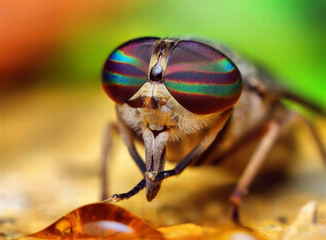 Extreme Close-Ups of Insects’ Eyes (18 pics) - Izismile.com