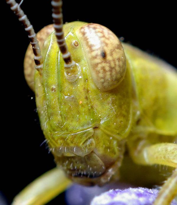 Extreme CloseUps of Insects’ Eyes (18 pics)