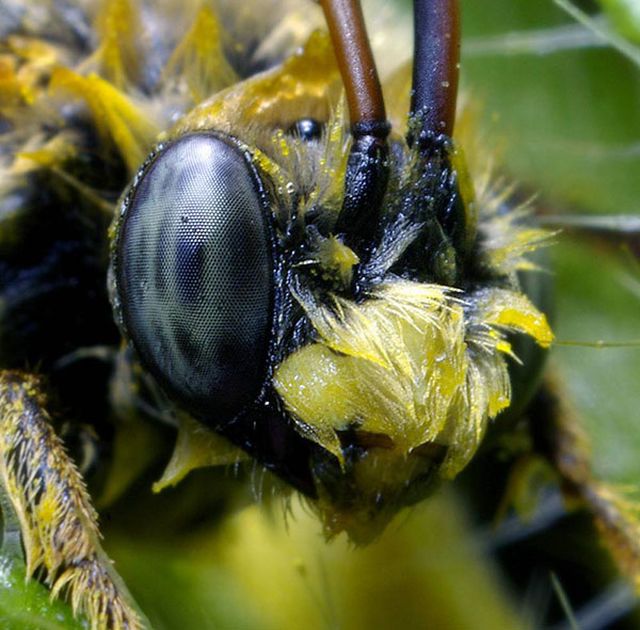 Extreme CloseUps Of Insects Eyes 18 Pics