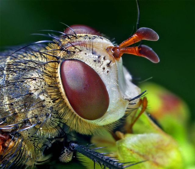 Extreme Close Ups Of Insects Eyes 18 Pics