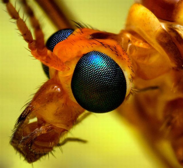 Extreme Close Ups Of Insects Eyes Pics Izismile Com