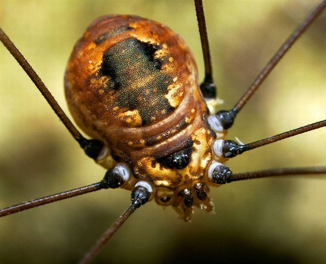 Extreme Close-Ups of Insects’ Eyes (18 pics) - Izismile.com