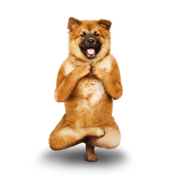 Weird ‘Yoga Dogs’ Calendar! (28 pics)