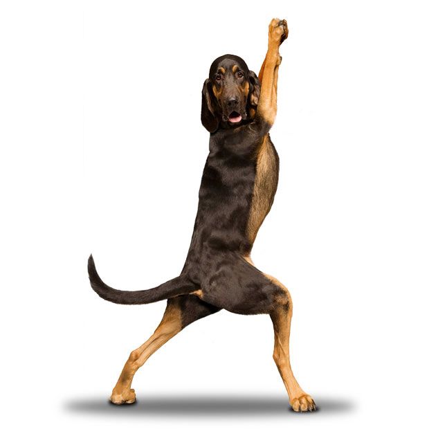Weird ‘Yoga Dogs’ Calendar! (28 pics)