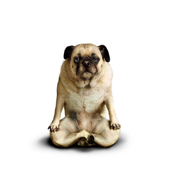 new commercial bathroom home office yoga dog hump