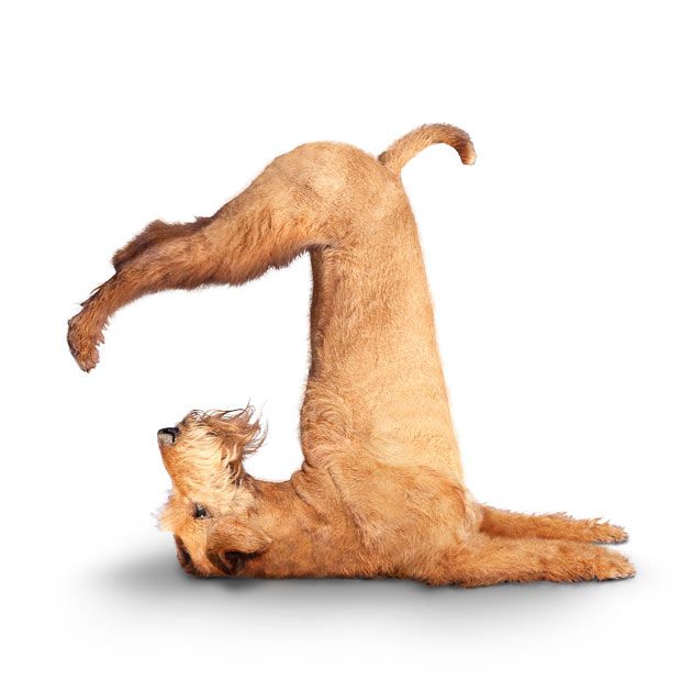 Weird ‘Yoga Dogs’ Calendar! (28 pics)