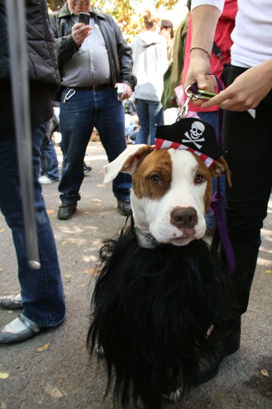 Another set of Halloween dog costumes (43 pics)