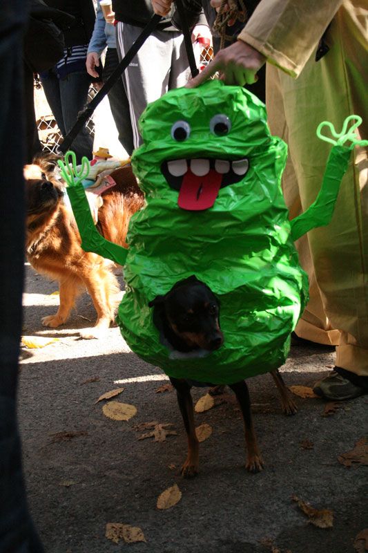 Another set of Halloween dog costumes (43 pics)