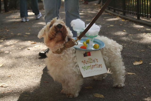 Another set of Halloween dog costumes (43 pics)