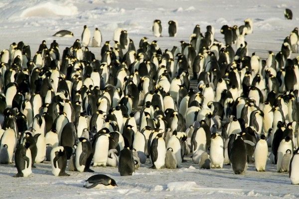 The beauty of Antarctic (33 pics)