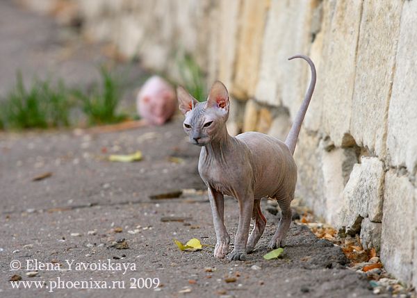 Funny and Unusual Friendship between 2 Hairless Creatures (12 pics