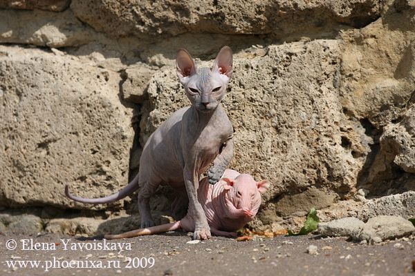 Funny and Unusual Friendship between 2 Hairless Creatures (12 pics)