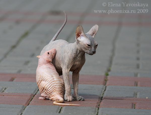 Funny and Unusual Friendship between 2 Hairless Creatures (12 pics)