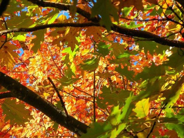 Beautiful autumn (24 pics)