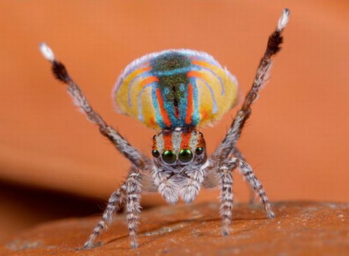 The Amazing Peacock Spider (4 pics)