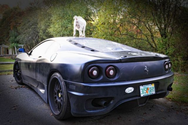 What Animal is Having Fun on the Roof of this Ferrari? (5 pics)