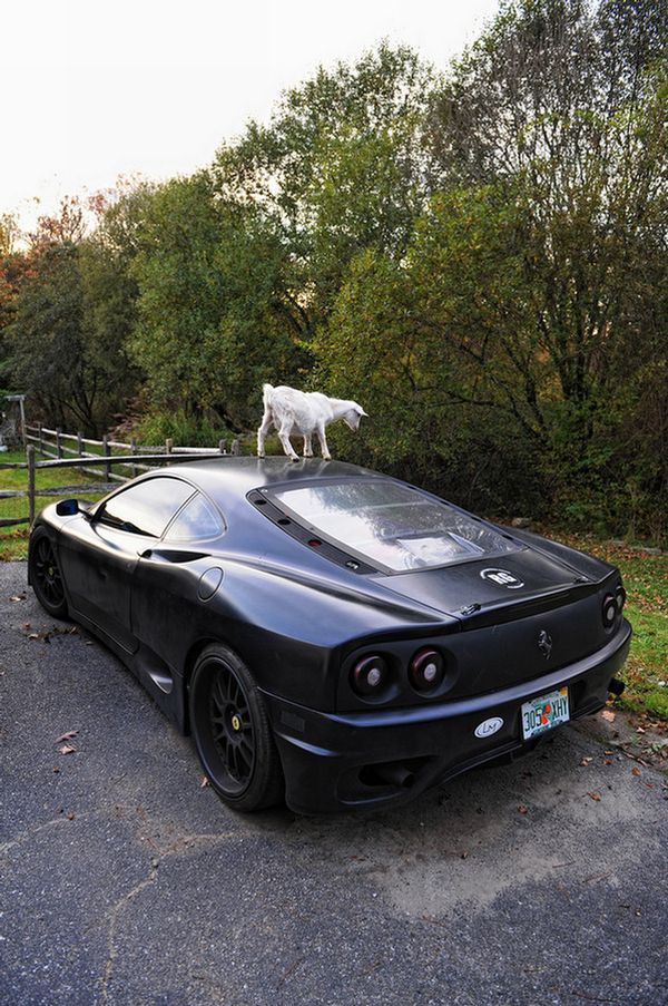 What Animal is Having Fun on the Roof of this Ferrari? (5 pics)