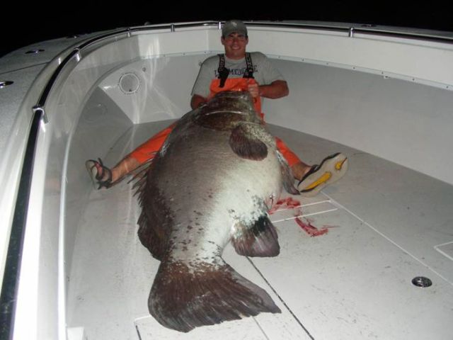 Guy Catches Enormous 359lb Warsaw Grouper (5 pics)