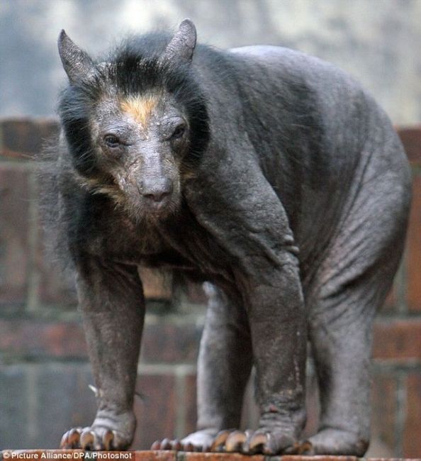 Hairless Bear is Quite Frightening!! (4 pics) - Izismile.com