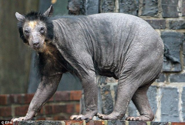 Hairless Bear is Quite Frightening!! (4 pics)
