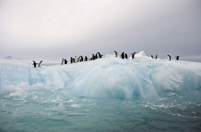 Beautiful Antarctic (15 pics) - Izismile.com