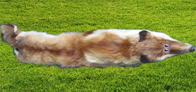 Fox Fur and Photomontages (17 pics)
