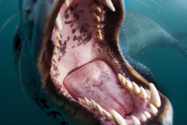 What creature these jaws belong to?